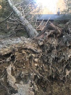 Picture 24 hour Storm Damage and Tree Removal Affordable Tree Care of Boone NC Blowing Rock Banner Elk Beech Mountain Linville NC