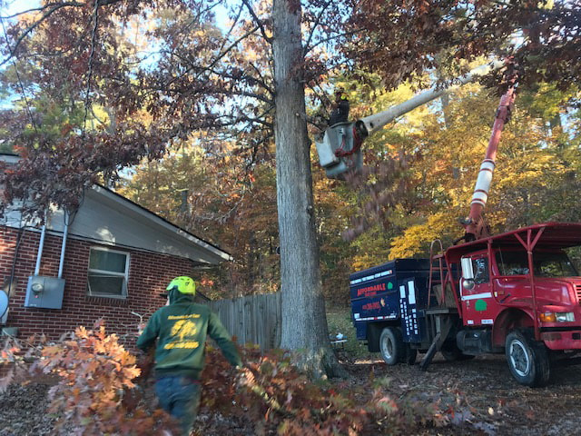 Picture Affordable Tree Care of Boone NC Tree Cutting Service Removal
