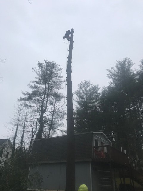 Tree Removal Service Company Boone NC Blowing Rock Banner Elk Linville