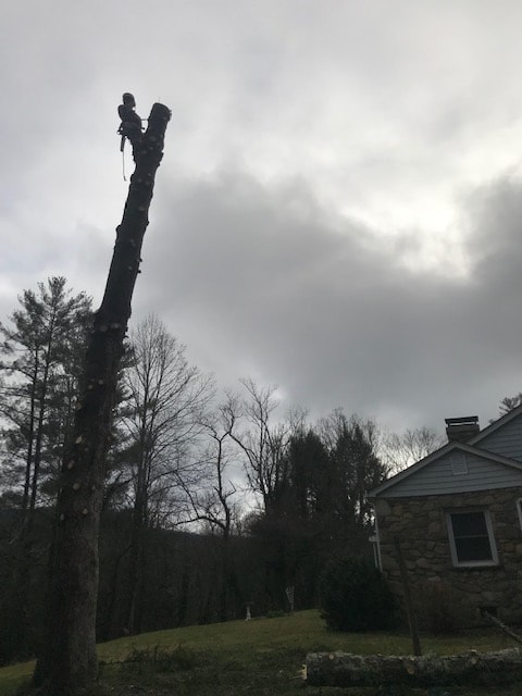Tree Removal Service Company Boone NC Blowing Rock Banner Elk Linville