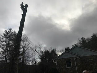 Picture Boone NC Tree removal Company